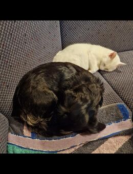 Edle weiße Katze mit strahlend gelben Augen ❤️ ❤️❤️ - Südlohn