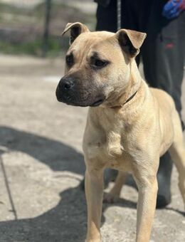 Kurt - ein verschmuster Amstaff-Mix - Willich
