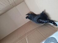 kitten katzenbaby schwarz - Lollar