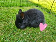 4 weibliche Kaninchenbabys abzugeben - Bottrop