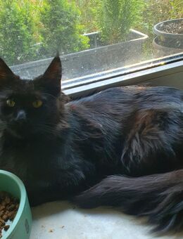 Maine Coon Kater Vinnie - Berlin Steglitz-Zehlendorf
