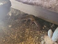 Leopardgecko Giant Männchen - Biessenhofen