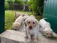💛 Labrador Welpen in liebevolle Hände abzugeben 🤍 - Großengottern