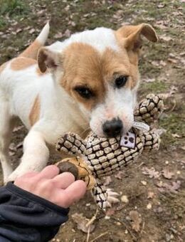 Dante Mix Rüde ca. 6 Monate alt in Ungar - Reutlingen