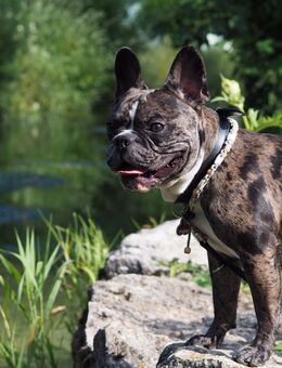 Französische Bulldogge sucht neues Zuhause - Reutlingen