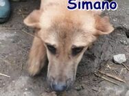 SIMANO ❤ sucht Zuhause/Pflegestelle - Langenhagen