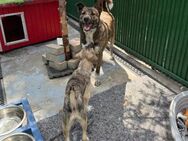 🐾 Zarte Hündin Tini sucht Geborgenheit - Eislingen (Fils)