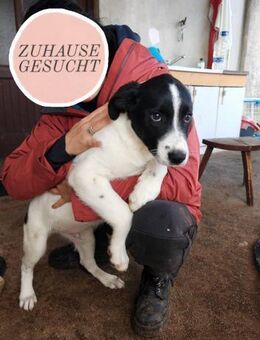 Welpi KUMIN sucht forever Home❤️ - Saarbrücken