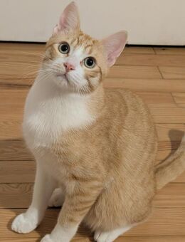 Blanco - niedlicher Kater sucht Zuhause - Bad Camberg