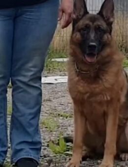 Liebevolle Reinrassige Schäferhündin sucht neues Zuhause - Freital