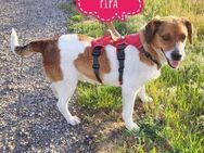 Pippa eine Kinderliebende Hündin - Flörsheim-Dalsheim