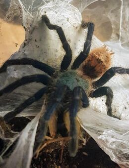 Chromatopelma cyaneopubescens - Braunschweig