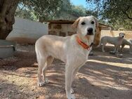 Lobo sucht sein Zuhause - Fronreute