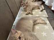 Bkh Kitten creme gold ab sofort abholbar geimpft - Gelsenkirchen