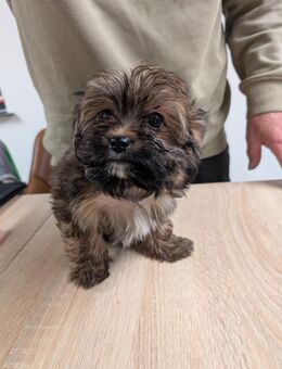 Yorkshire Terrier Weibchen - Köthen (Anhalt) Zentrum