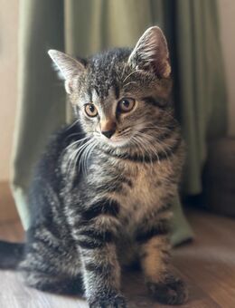 Kater kitten abzugeben - Bad Lippspringe Zentrum