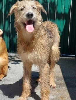 🆘Eywa braucht HILFE🆘 - Eislingen (Fils)