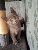 Main Coone / britisch Kurzhaar Mix Kater, Baby in 49681