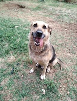 Senior Schäferhundmix Adi - Ellerbek