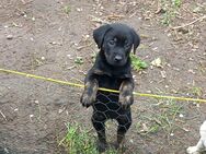 Reinrassige Labrador Welpen 750 €, 39606 0sterburg - Osterburg (Altmark)