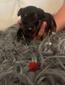 Border Collie Mix Welpen - Morsbach