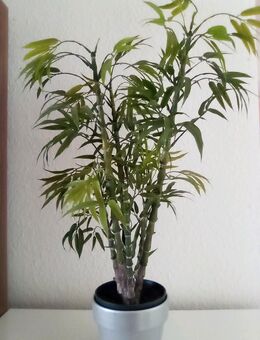 Bambus Glücksbambus Bamboo Pflanze Zimmerpflanze Übertopf - Weiterstadt