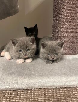 BKH Kitten mit Impfpass und Gesundheit check - Schalksmühle