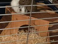 Degu Pärchen männlich 3 Monate alt - Hockenheim