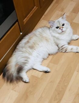 Sibirische Neva-Masquarade - Altdorf (Bayern)