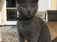 Russisch Blau Kitten suchen liebevolles Zuhause - Bitburg