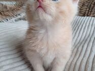 Kitten BKH + American Curl mix Katzenbaby - Großenhain
