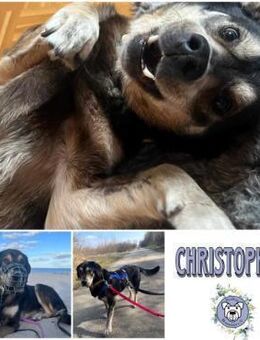 CHRISTOPHER * kerniger Typ - Duisburg