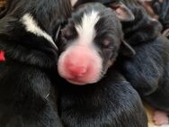 Appenzeller Sennenhund Welpen geboren - Schortens