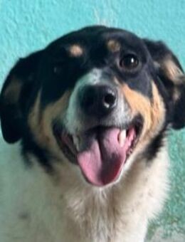 Milly 💗 liebe, sanfte Hündin sucht dich - Hamburg