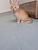 Süßer orange weißer Kater zu verkaufen in 23843