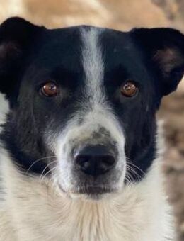 Merenda, geb.ca. 02/2023, Griechenland - Euskirchen