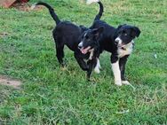 2 Border Collie Rüden - Könnern