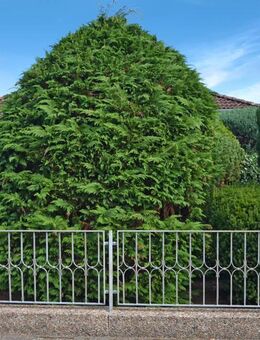 Ein echter Alleskönner -neugierig? - Weiter klicken! - Celle