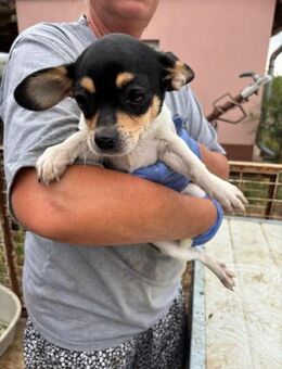 Pityke, kleiner Chihuahua Welpe - Remagen