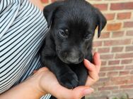Labrador Mix Welpen - Oranienbaum-Wörlitz