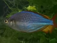 Diamant-Regenbogenfisch, praecox - Hohenroth