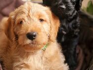 Mini-Medium Labradoodle Welpen Labrador Pudel - Burladingen