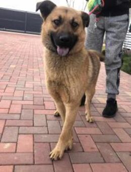 Der tolle Karma möchte endlich rennen! - Beltheim