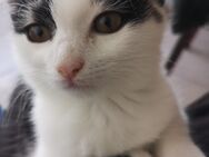 3,5 Monat weibliche Katze - Karlsbad