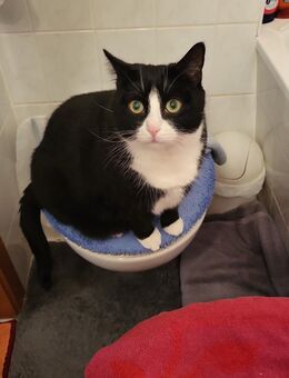 Hauskatze kastriert - Dresden