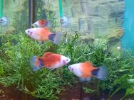 Mickey Mouse Platy, Xiphophorus maculatus - Rottenburg (Neckar)