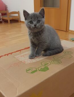 BKH Kitten - Nördlingen