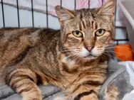 Liebe Katzendame Valkaria sucht Chance - Bad Camberg