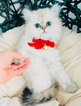 Britisch langhaar kitten Mimi sucht ein liebevolles Zuhause - Düsseldorf