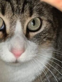 Familienkater Lilo sucht DICH! - Walluf